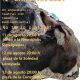 caravana de burros
