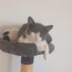 gatitos 1